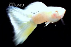 Clique aqui para ver as fotos no Picasa - a galeria de fotos do Google.