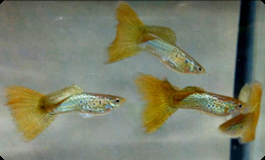 Snakeskin Variegated