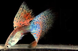 Clique aqui para ver as fotos no Picasa - a galeria de fotos do Google.