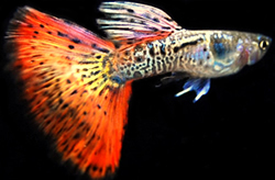 Clique aqui para ver as fotos no Picasa - a galeria de fotos do Google.