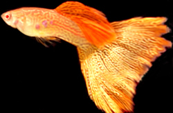 Clique aqui para ver as fotos no Picasa - a galeria de fotos do Google.