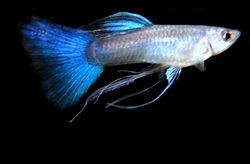 Clique aqui para ver as fotos no Picasa - a galeria de fotos do Google.