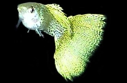 Clique aqui para ver as fotos no Picasa - a galeria de fotos do Google.