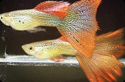 Clique aqui para ver as fotos no Picasa - a galeria de fotos do Google.