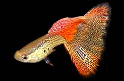 Clique aqui para ver as fotos no Picasa - a galeria de fotos do Google.