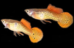 Clique aqui para ver as fotos no Picasa - a galeria de fotos do Google.