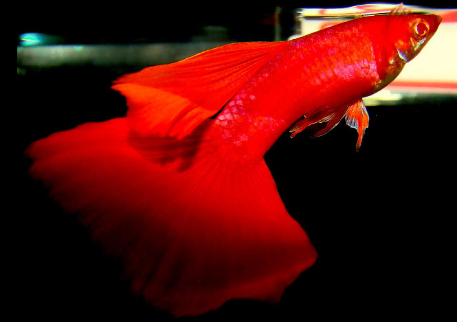 1º Red Albino Delta