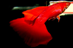 Clique aqui para ver as fotos no Picasa - a galeria de fotos do Google.