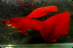 Clique aqui para ver as fotos no Picasa - a galeria de fotos do Google.