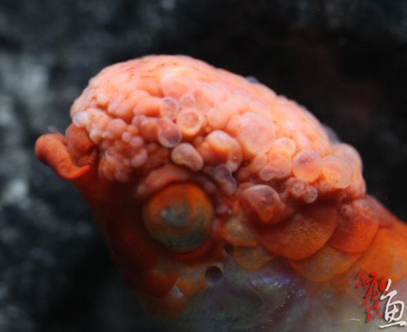 Peixe e foto por Kevin Yao.