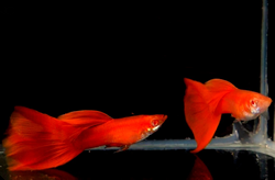 Clique aqui para ver as fotos no Picasa - a galeria de fotos do Google.