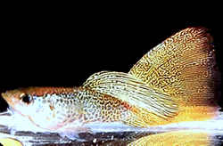 Clique aqui para ver as fotos no Picasa - a galeria de fotos do Google.