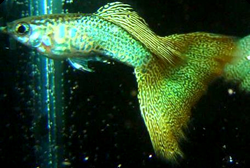 Clique aqui para ver as fotos no Picasa - a galeria de fotos do Google.