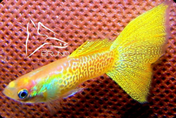 Clique aqui para ver as fotos no Picasa - a galeria de fotos do Google.