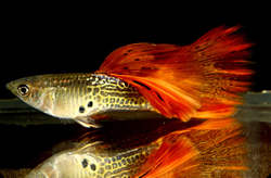 Clique aqui para ver as fotos no Picasa - a galeria de fotos do Google.