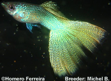 3º Red Snakeskin Variegated Delta