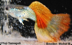 3º Red Snakeskin Variegated Delta